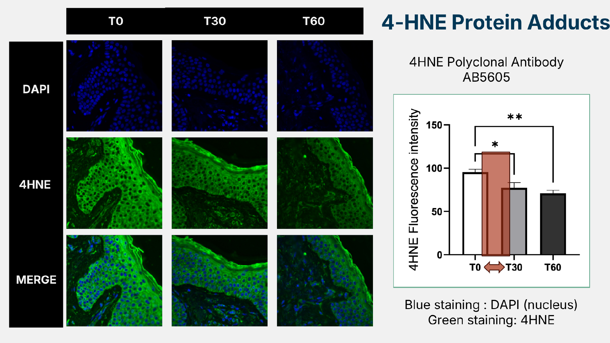 4-HNE protein adduct results at T0, T30, T60