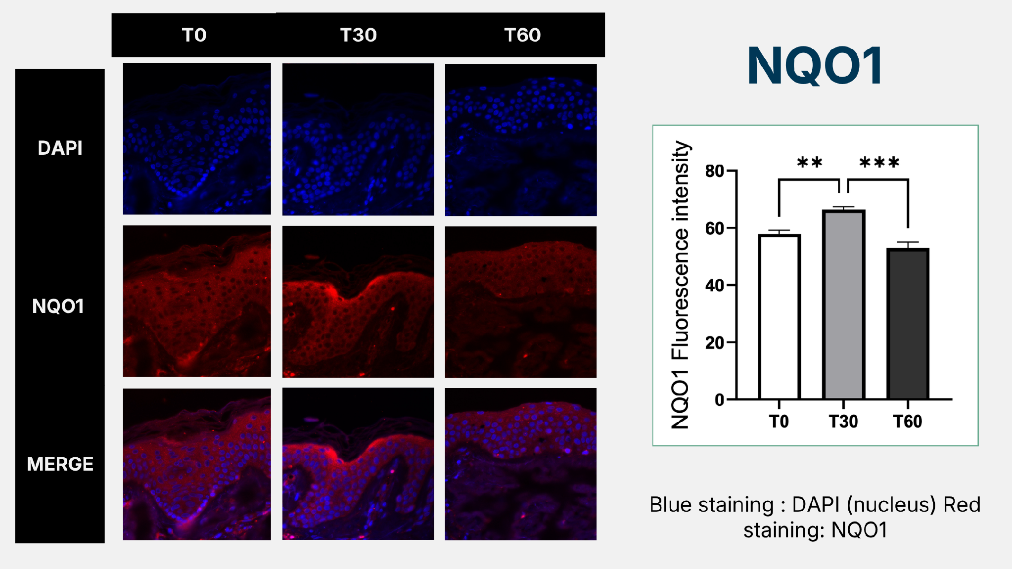 NQO1 immunofluorescence results