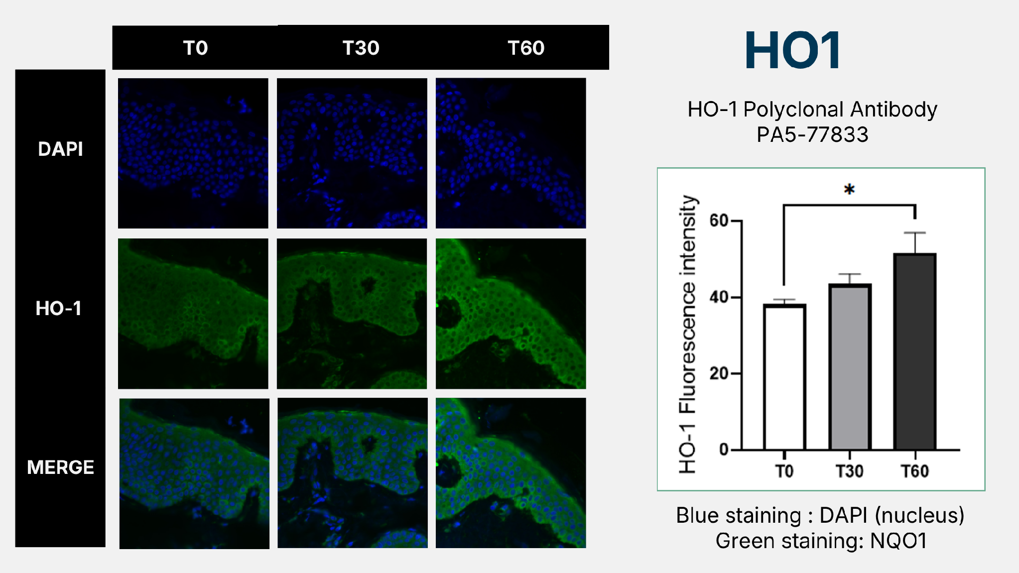 HO-1 immunofluorescence results