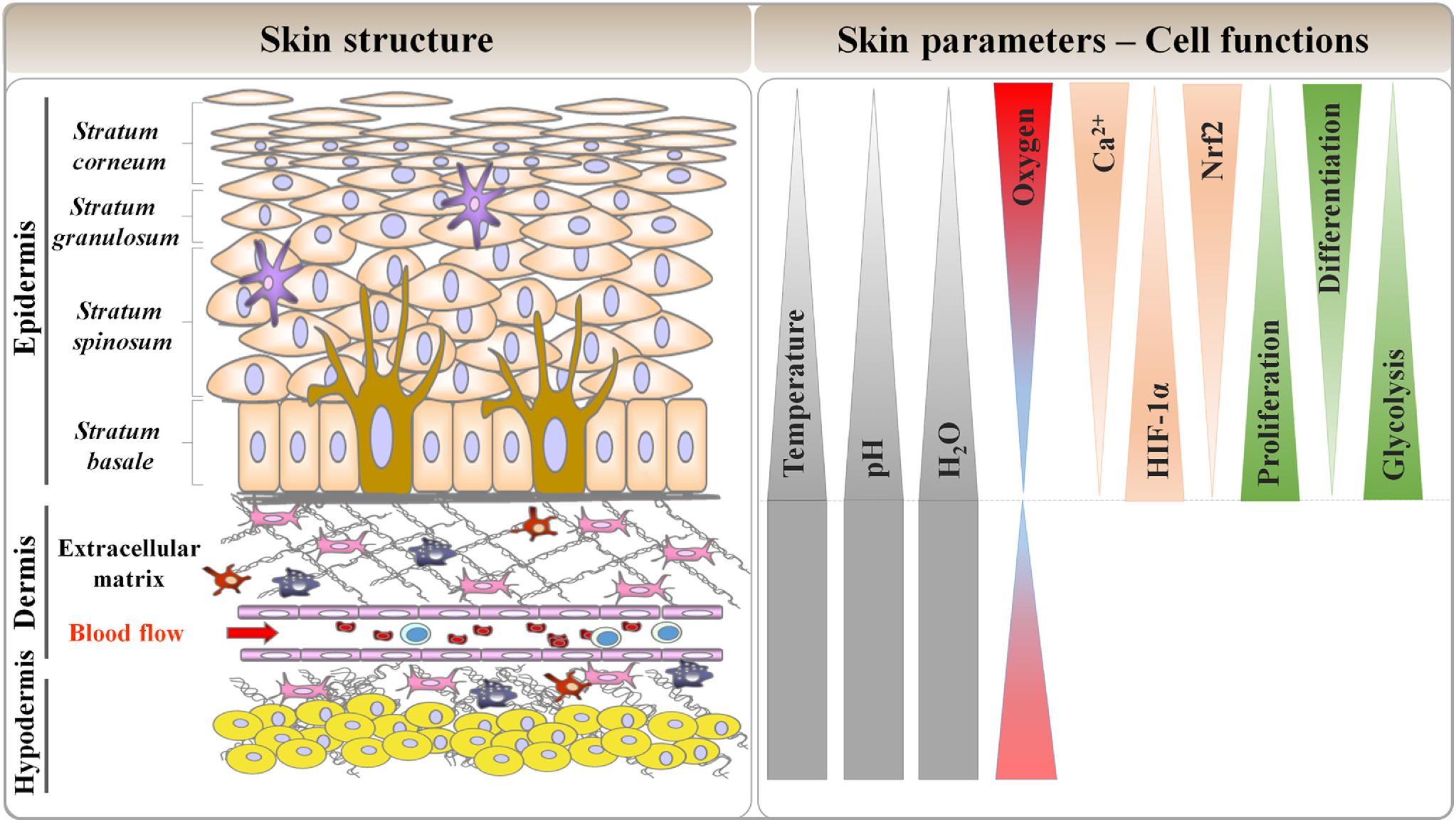 Skin oxygen gradient cross-section diagram