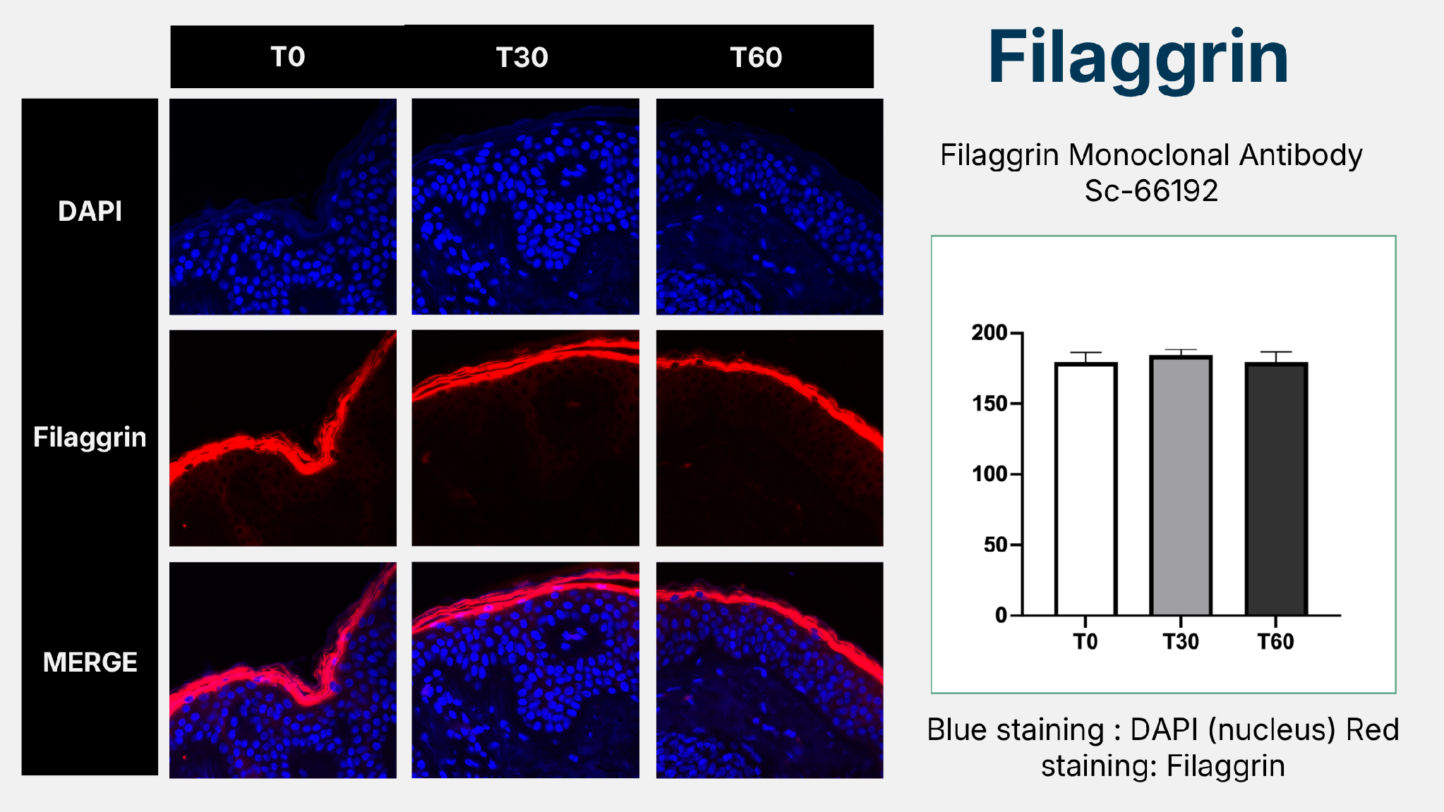 Filaggrin immunofluorescence results at T0, T30, T60
