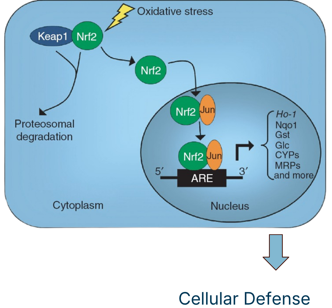 NRF2 cellular defense pathway diagram