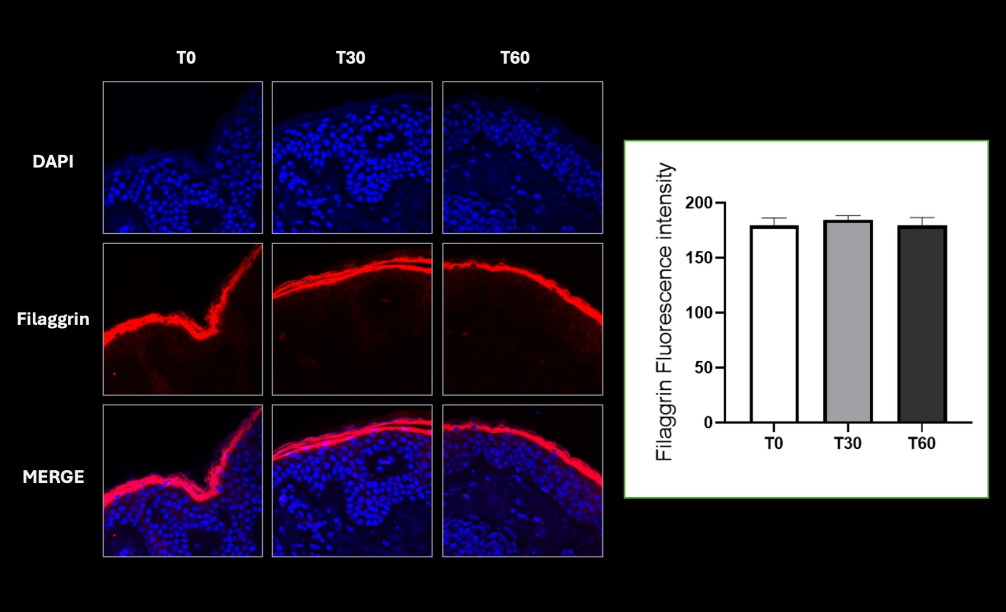 Filaggrin red staining at T0, T30, and T60 showing intact skin barrier