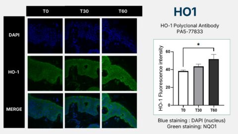 Injectable A02 AO2 SKIN: Oxygen Nanobubble Skin Therapy - AO2 Clear